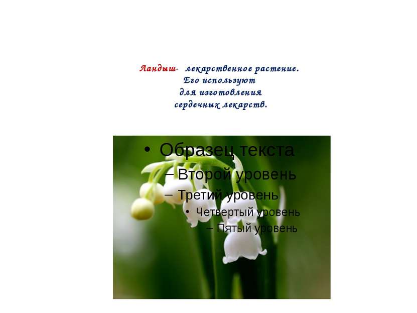 Ландыш- лекарственное растение. Его используют для изготовления сердечных лек...
