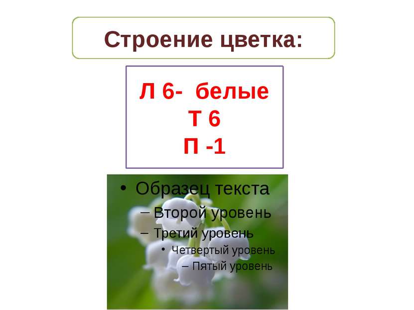 Строение цветка: Л 6- белые Т 6 П -1