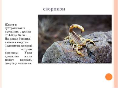 скорпион Живет в субтропиках и пустынях , длина от 4-6 до 15 см . На конце бр...