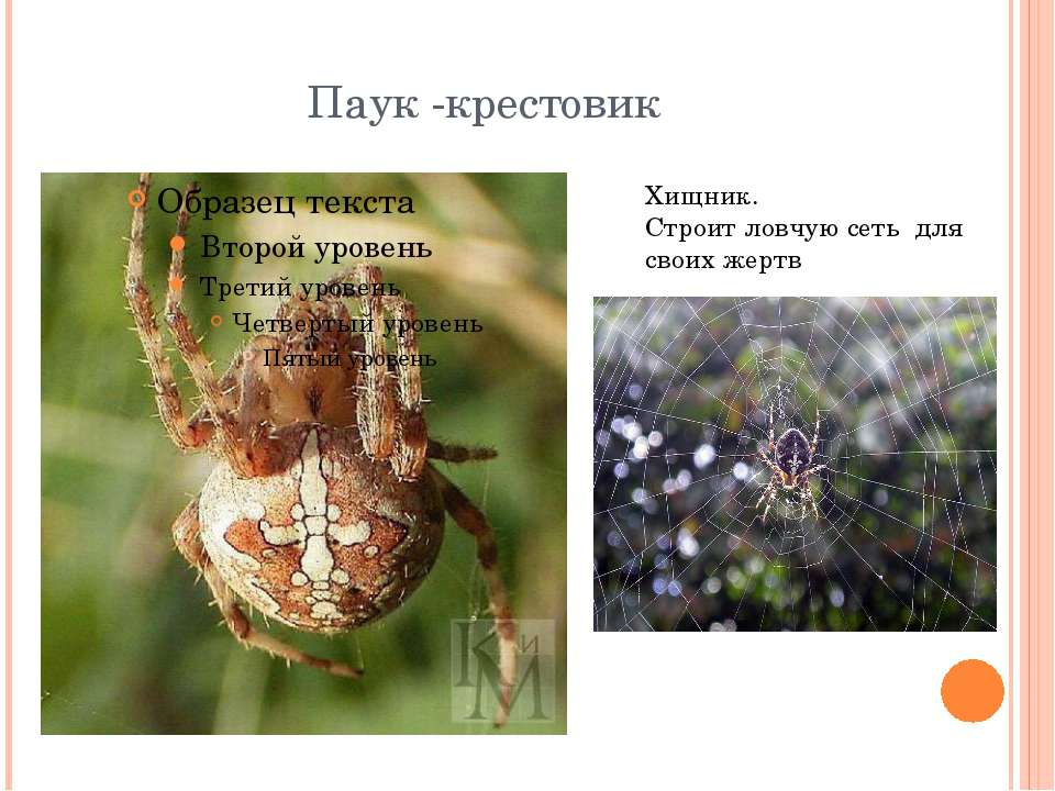 Паук крестовик тип развития. Ловчая сеть паука крестовика. Паук крестовик в Хабаровске.