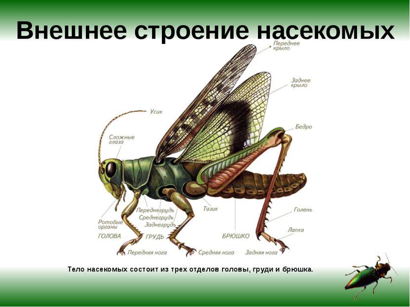 Внешнее строение насекомых Тело насекомых состоит из трех отделов головы, гру...