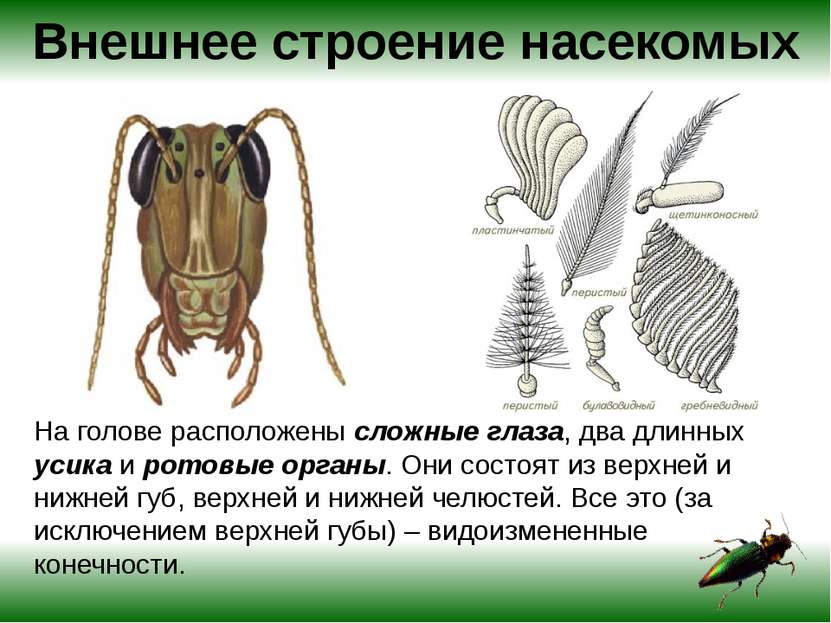 Внешнее строение насекомых У насекомых имеются различные типы ротовых аппарат...
