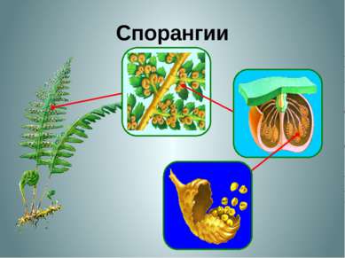 Спорангии На нижней стороне листе папоротника развиваются сорусы. Сорусы выгл...