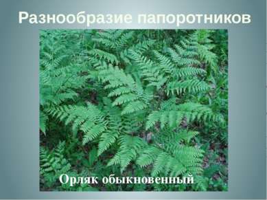 Разнообразие папоротников Орляк обыкновенный