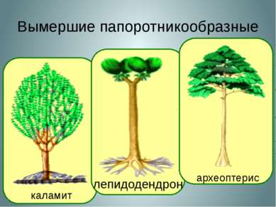 Вымершие папоротникообразные каламит лепидодендрон археоптерис Так выглядел в...