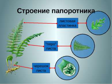 Строение папоротника черешок листа "перо" листа листовая пластинка Посмотри, ...