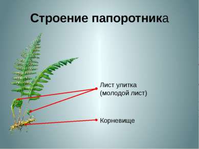 Строение папоротника Корневище Лист улитка (молодой лист) Если тебе когда-ниб...