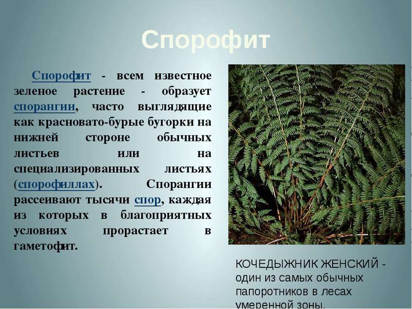 Спорофит Спорофит - всем известное зеленое растение - образует спорангии, час...