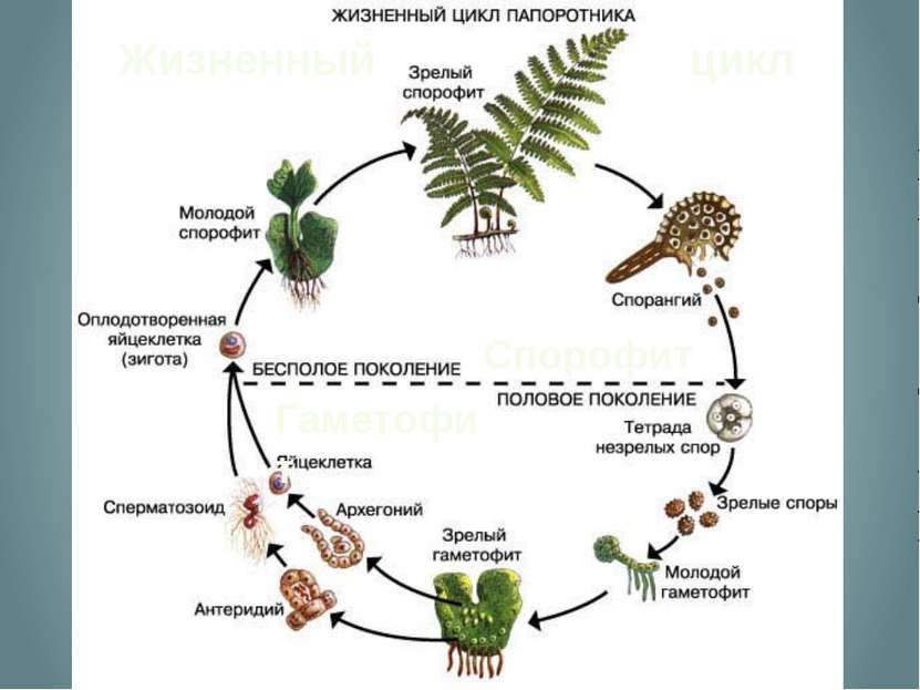 Жизненный цикл Спорофит Гаметофит