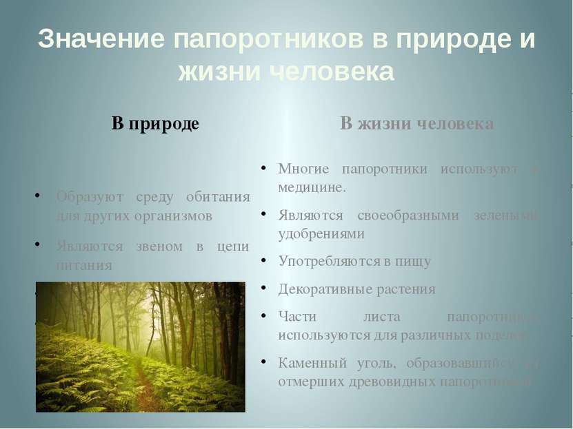 Значение папоротников в природе и жизни человека В природе Образуют среду оби...