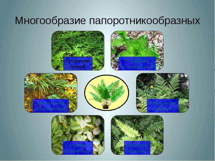 Многообразие папоротникообразных Голокучник Линнея Многоножка обыкновенная Ст...