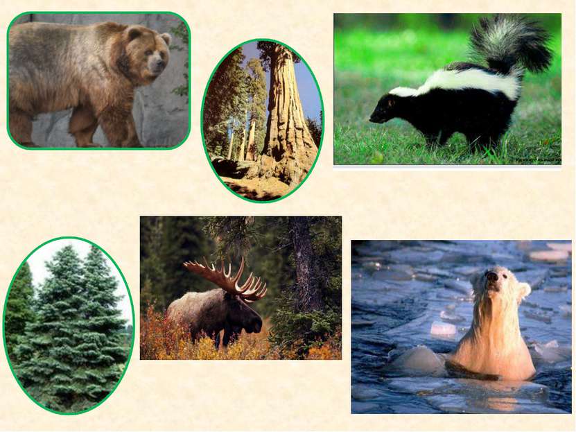 Жив мир северной америки. Животные и растения США. Растительный и животный мир США. Северная Америка животные и растения. Растительный и животный мир Северной Америки.
