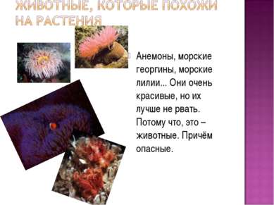 Анемоны, морские георгины, морские лилии... Они очень красивые, но их лучше н...