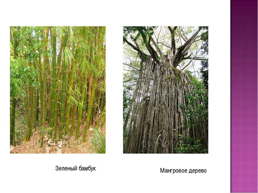 Зеленый бамбук Мангровое дерево