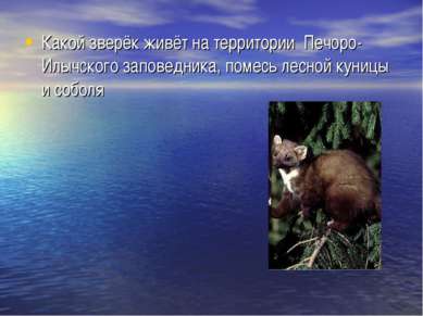 Какой зверёк живёт на территории Печоро-Илычского заповедника, помесь лесной ...