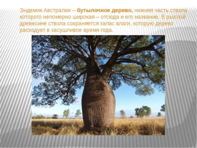 Эндемик Австралии – бутылочное дерево, нижняя часть ствола которого непомерно...