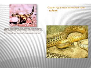 Самая ядовитая наземная змея - тайпан В песчаных пустынях Австралии обитает о...