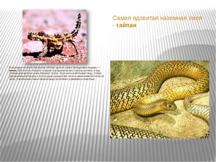 Самая ядовитая наземная змея - тайпан В песчаных пустынях Австралии обитает о...