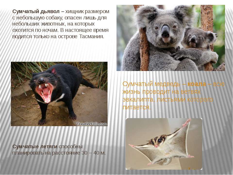 Особенности сумчатых млекопитающих. Сумчатые животные список. Сумчатый дьявол в Австралии сообщение. Признаки сумчатых. География сумчатых.