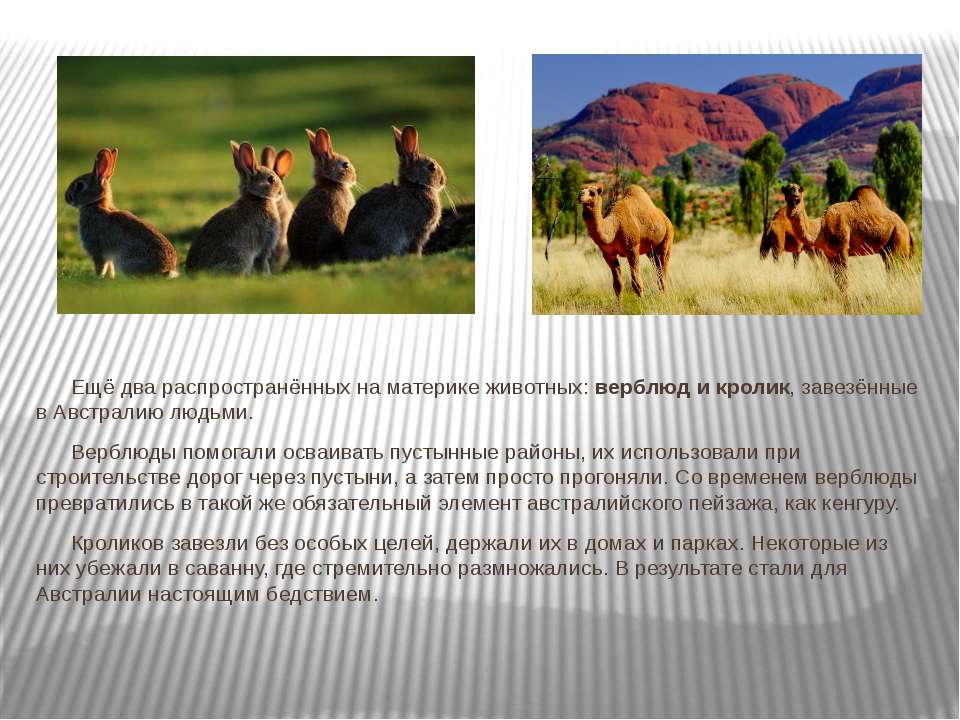 Каких животных завезли в австралию. Особенности природы Австралии 7 класс. Характеристика природных особенностей Австралии. Растение завозят в Австралию с других материков. Как на в Австралию завозили скот.