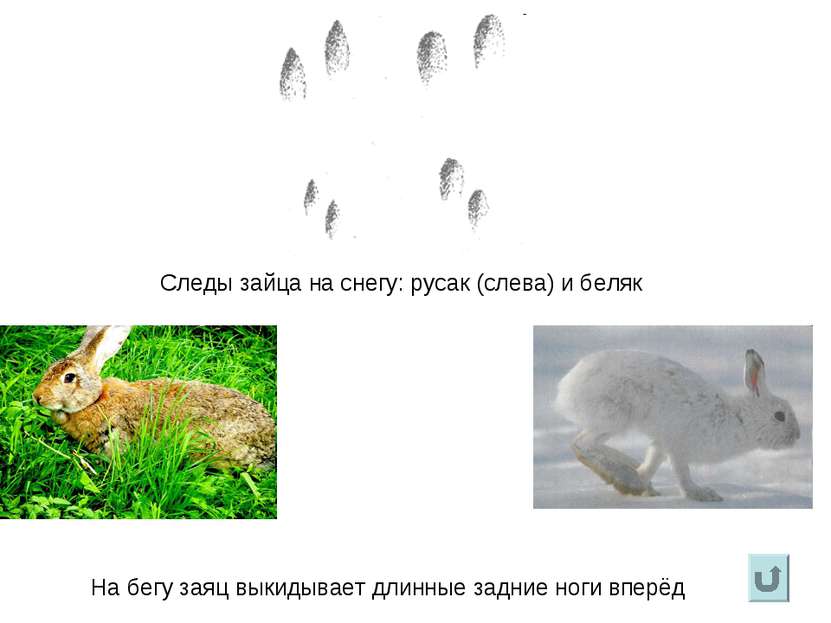 Следы зайца на снегу: русак (слева) и беляк На бегу заяц выкидывает длинные з...