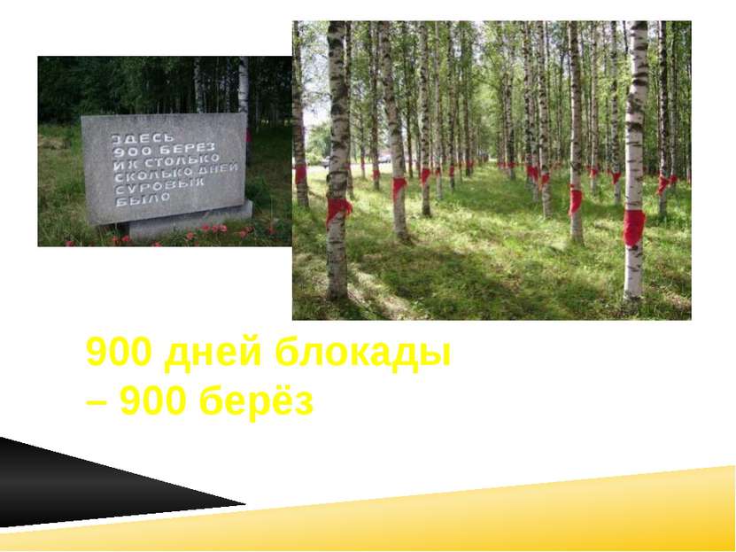 900 дней блокады – 900 берёз