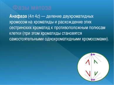 Фазы митоза Анафаза (4n 4c) — деление двухроматидных хромосом на хроматиды и ...