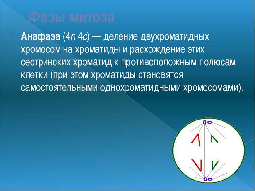 Фазы митоза Анафаза (4n 4c) — деление двухроматидных хромосом на хроматиды и ...