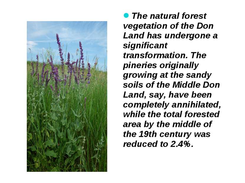 The natural forest vegetation of the Don Land has undergone a significant tra...