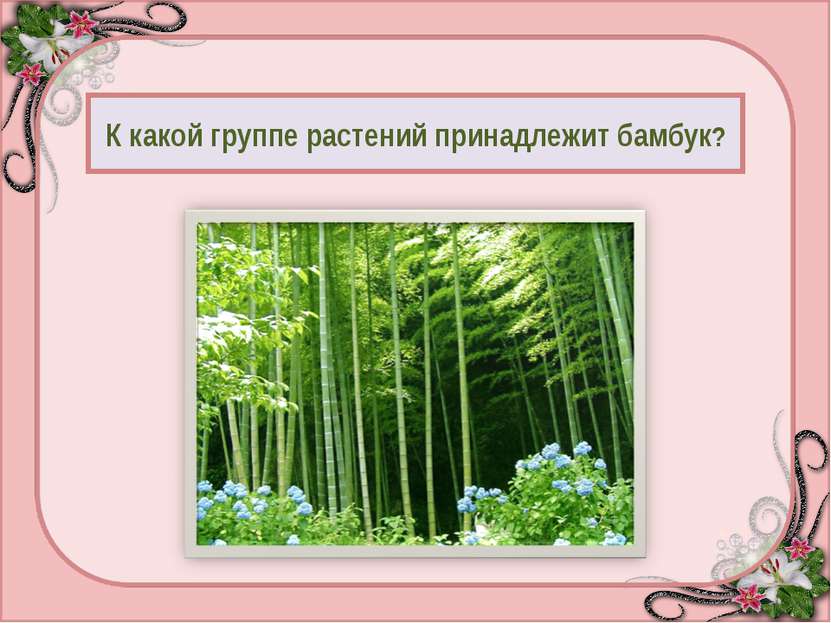 К какой группе растений принадлежит бамбук? Дерево - 95 Куст - 50 Трава - 0