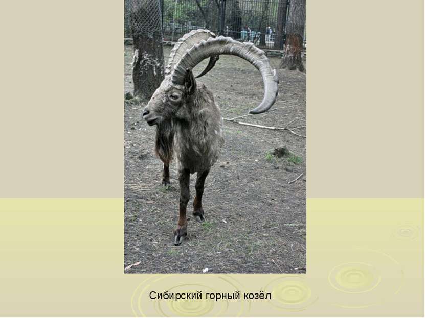 Сибирский горный козёл