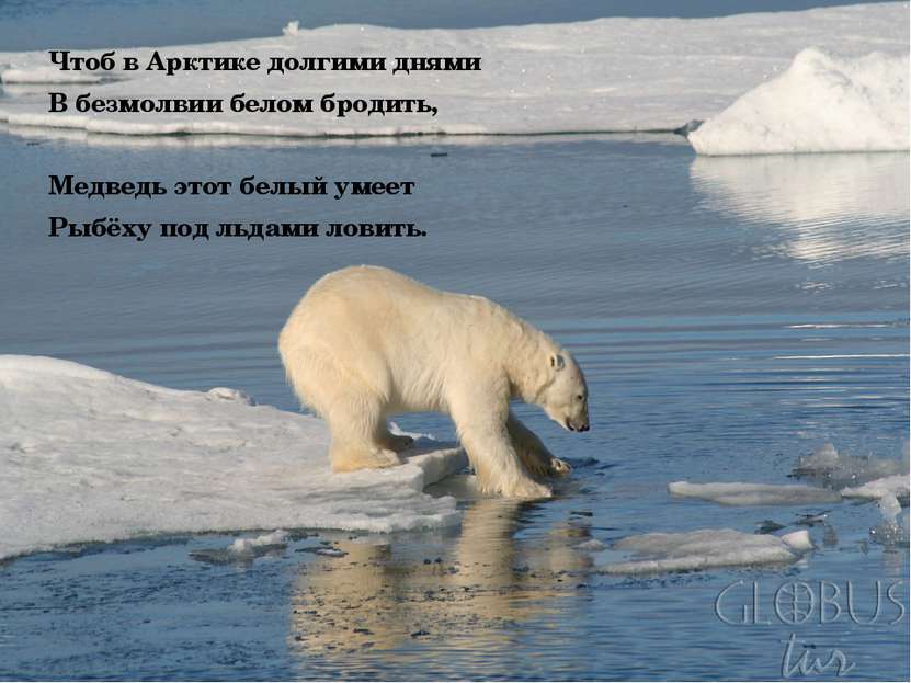 Чтоб в Арктике долгими днями В безмолвии белом бродить, Медведь этот белый ум...