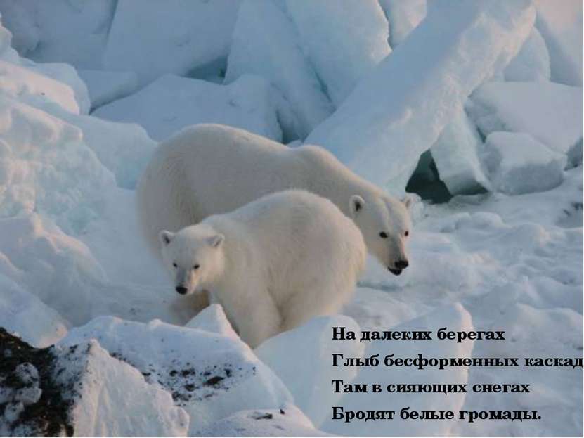 Арктика жизнь белого медведя. Белый медведь арктических пустынь. Животные севера. Полярные животные. Арктические пустыни животные.