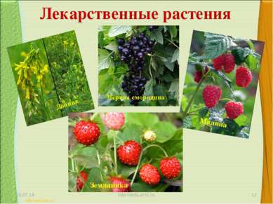 Лекарственные растения * http://aida.ucoz.ru * Донник Чёрная смородина Малина...