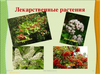 Лекарственные растения * http://aida.ucoz.ru * Валериана Боярышник Черёмуха Р...