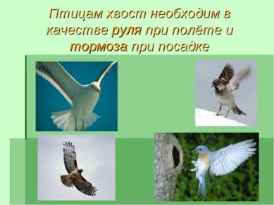 Птицам хвост необходим в качестве руля при полёте и тормоза при посадке