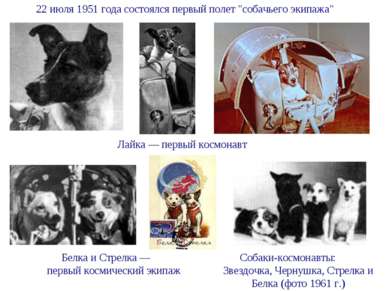 22 июля 1951 года состоялся первый полет "собачьего экипажа" Лайка — первый к...