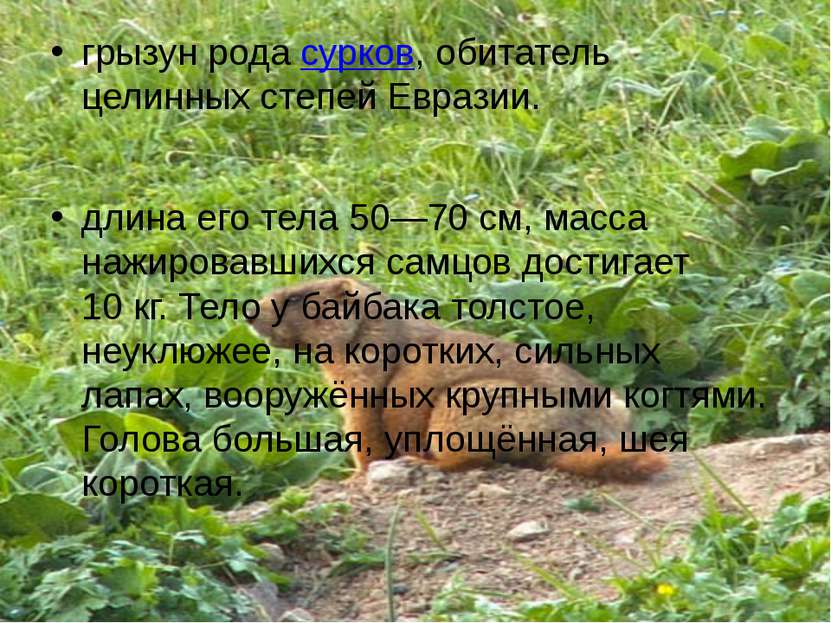 грызун рода сурков, обитатель целинных степей Евразии. длина его тела 50—70 с...
