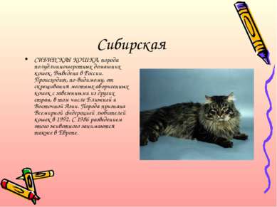 Сибирская СИБИРСКАЯ КОШКА, порода полудлинношерстных домашних кошек. Выведена...