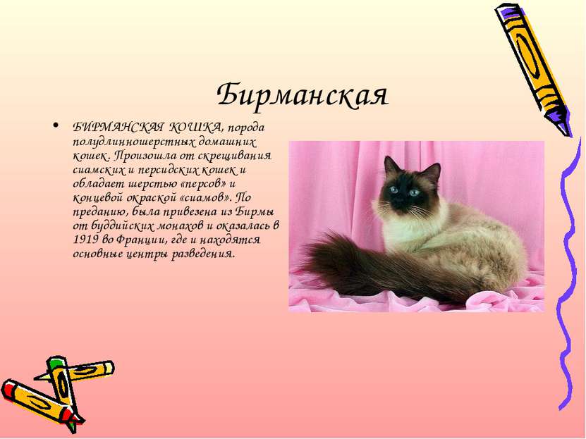 Бирманская БИРМАНСКАЯ КОШКА, порода полудлинношерстных домашних кошек. Произо...