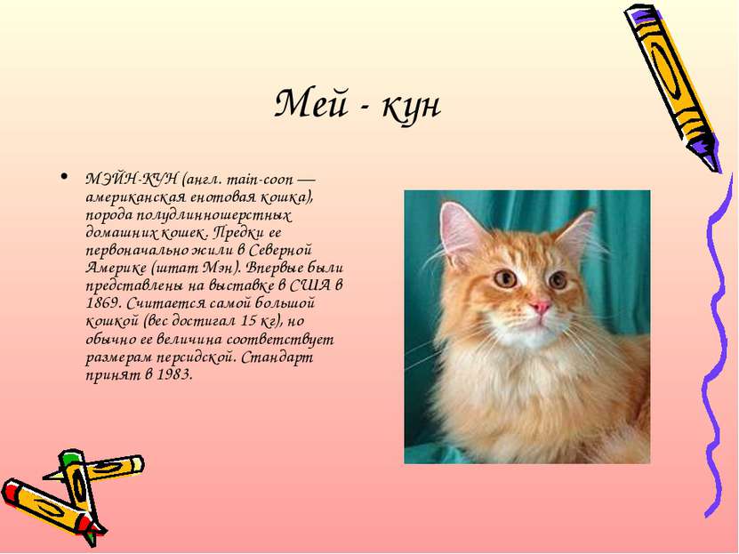 Мей - кун МЭЙН-КУН (англ. main-coon — американская енотовая кошка), порода по...
