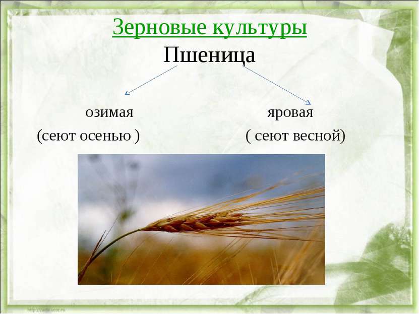 Зерновые культуры Пшеница озимая яровая (сеют осенью ) ( сеют весной)