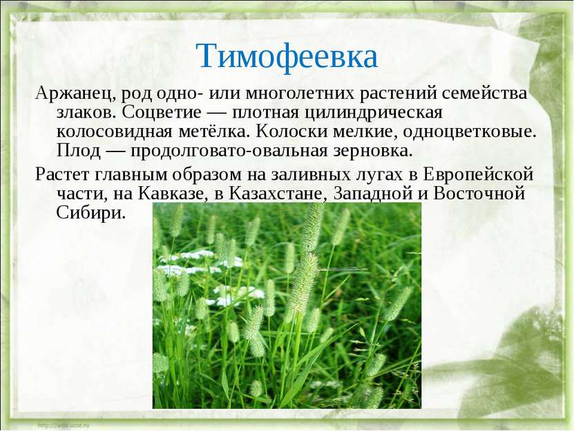 Тимофеевка Аржанец, род одно- или многолетних растений семейства злаков. Соцв...