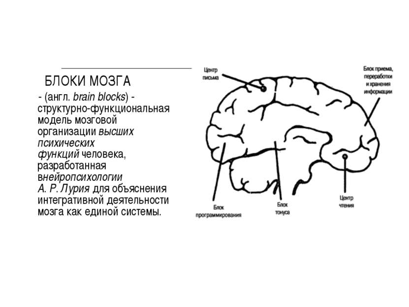 БЛОКИ МОЗГА - (англ. brain blocks) - структурно-функциональная модель мозгово...