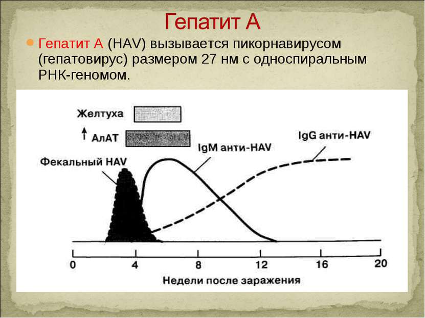 Гепатит A (HAV) вызывается пикорнавирусом (гепатовирус) размером 27 нм с одно...