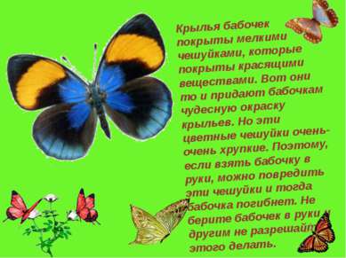 Крылья бабочек покрыты мелкими чешуйками, которые покрыты красящими веществам...