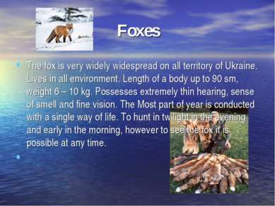 Foxes The fox is very widely widespread on all territory of Ukraine. Lives in...