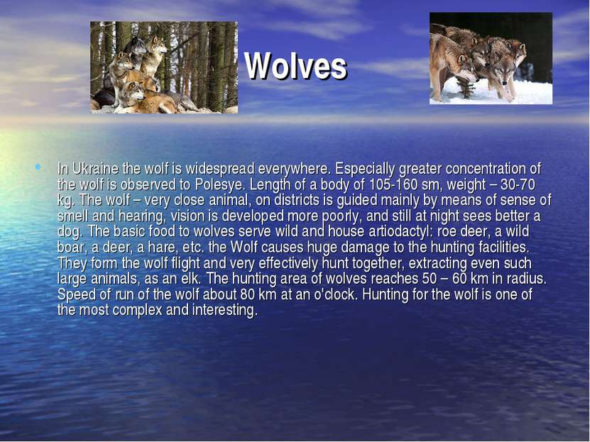Wolves In Ukraine the wolf is widespread everywhere. Especially greater conce...