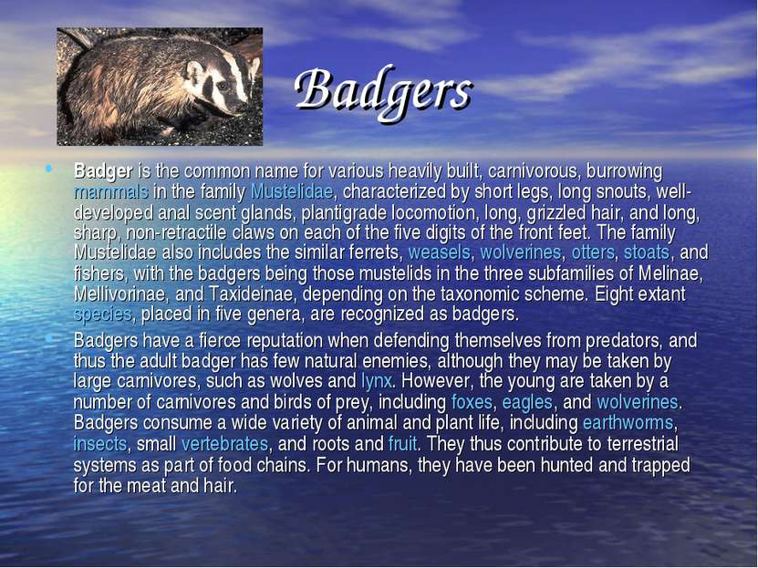 Badgers Badger is the common name for various heavily built, carnivorous, bur...