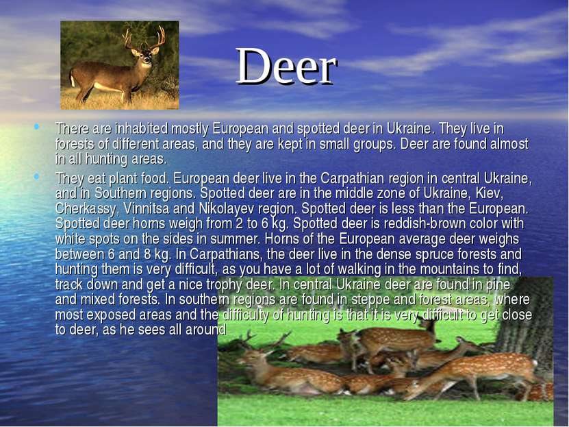 Deer There are inhabited mostly European and spotted deer in Ukraine. They li...